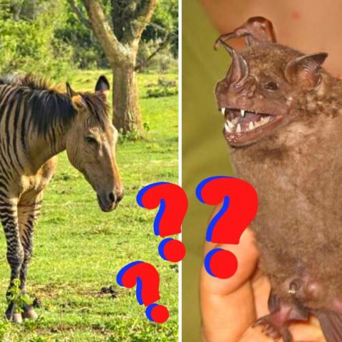 These Bizarre Animal Mashups Are So WTF, Even Mother Nature Is Scratching Her Head!