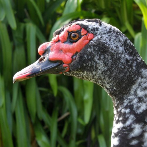 Feathered Menace or Cosmic Trickster? The Florida Duck Who’s Turning Golden Years Into Goosebumps!