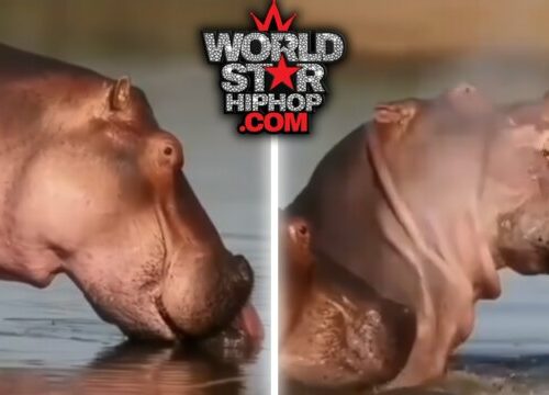 Alpha Bull Hippo Goes Full Game of Thrones: Murks Former Leader’s Baby in Shocking Bloodline Betrayal!