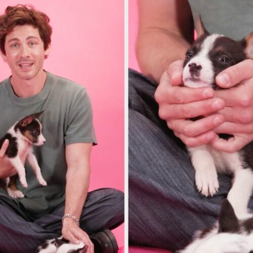 Logan Lerman’s Puppy Interview Went From Cute to Heart-Melting—You Won’t Believe What Happened Next!