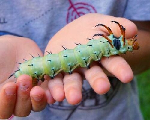 Prepare to Have Your Mind Blown: Wild Photos That Put Everything You Know About Size Into Hilarious, Jaw-Dropping Perspective!