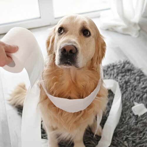 Is Your Dog Secretly Giving You the Side-Eye? 11 Sneaky Mistakes That Might Be Breaking Their Little Puppy Hearts!