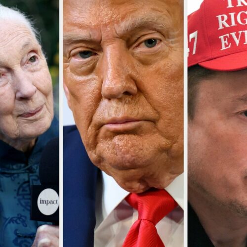 Jane Goodall Throws Shade at Trump and Elon Musk From Beyond the Grave—And the Internet Can’t Stop Talking About It!