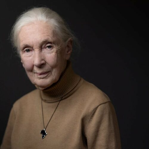 Jane Goodall’s Final Chapter: What Really Took Down the Legendary Chimp Whisperer at 91? You Won’t Believe the Truth!