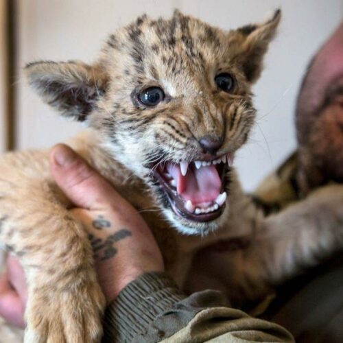 These Bizarre Animal Hybrids Are So Real, Even Your Horoscope Can’t Predict Them!