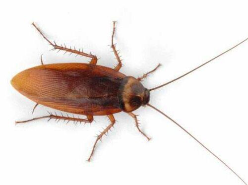 When Roaches Meet Pyromania: South Korean Woman’s Fiery Battle Ends in Tragedy—Is Your Zodiac Sign Prone to Disaster?