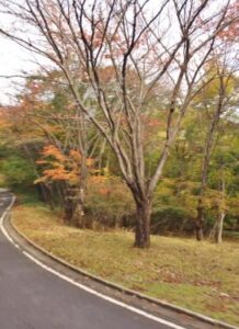 How to Bend Life’s Road Like a Zodiac Diva—No Traffic Jam, Just Your Sassy Consent!