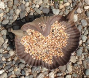 Is Your Love Life About to Get Soaked in Cosmic Drama? Dive Into This Weekend’s Watery Grand Trine Magic!