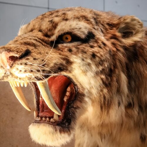 These 12 Extinct Cat Breeds Were So Fierce, Even Your Horoscope Would Be Scared to Cross Them!