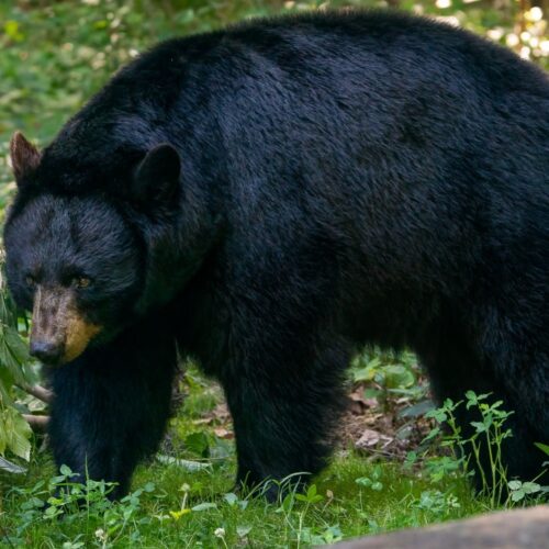 These 12 States Are Basically Bear Magnets—Is Your Zodiac Sign Ready for a Furry Encounter?