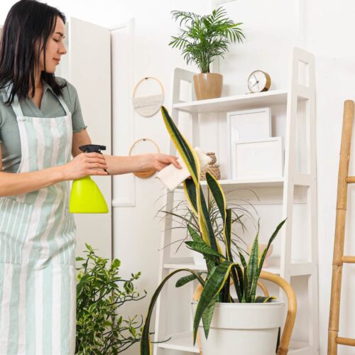 Want to Turn Your Living Room Into a Jungle and Secretly Boost Your Health? Here’s 12 Plant Perks Google Doesn’t Want You to Know!