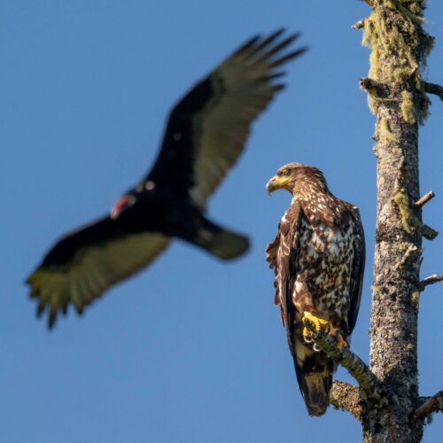 When Bald Eagle Decides Your Windshield Is Its New Trophy Shelf—And Brings a Dead Cat as the Opening Act!