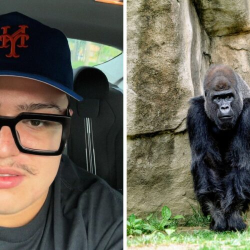 ‘He Clocked Y’all Fr’ at the Chicago Zoo — But Wait Till You See How the Gorilla Clapbacks!
