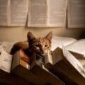 "Meet Isambard Kitten Brunel: The Purr-fect Librarian Who's Stealing Hearts and Helping Students Cope with Feline FOMO!"