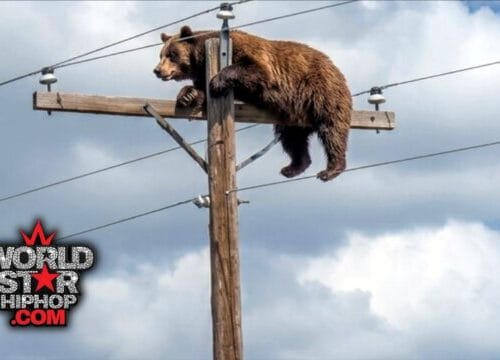 "Tragic High-Wire Act: New Mexico Bear's Shocking Power Play Ends in Fatal Electrocution After Call to 'Leave It Be'"