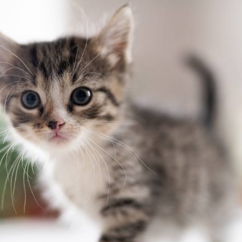 "Claws and Controversy: Why a NYC Kitten Rescue's 'No MAGA' Rule Has PETA Purring with Discontent!"